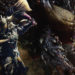 Capcom dirumorkan akan merilis game misterius yang akan menjual "jutaan kopi" pada Maret 2024 mendatang