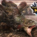 Para pemain Monster Hunter Now akan diberi waktu terbatas untuk berburu si monster ikan Jyuratodus mendekati akhir minggu ini