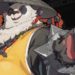 Simak guide lengkap kami untuk Pan Yinhu yang bisa jadi alternatif karakter support andalan terbaru di Zenless Zone Zero