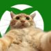 Fitur Sosial Xbox Akan Dikunci Jika Tak Verifikasi Usia di Inggris