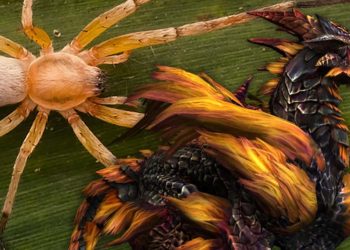 Tim peneliti Species Obscura dari Indonesia melepas penemuan spesies laba-laba baru dengan penamaan yang memiliki referensi Monster Hunter