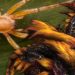 Tim peneliti Species Obscura dari Indonesia melepas penemuan spesies laba-laba baru dengan penamaan yang memiliki referensi Monster Hunter