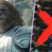 Saat Dragon's Dogma 2 rilis pada awal 2024, game ini langsung jadi sorotan berkat berbagai fitur unik yang dibawanya.